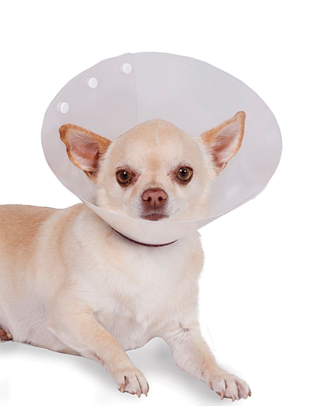 recova-clear-protective-collar