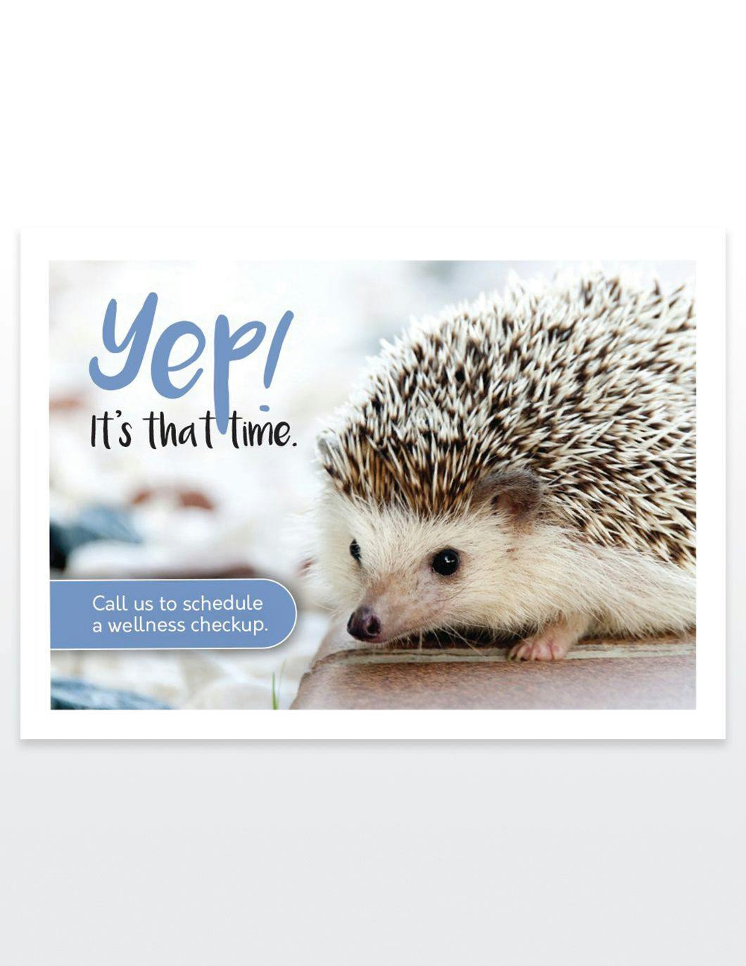 yep!-its-that-time-hedgehog